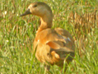 Egyptian Goose x Ruddy Shelduck hybrid